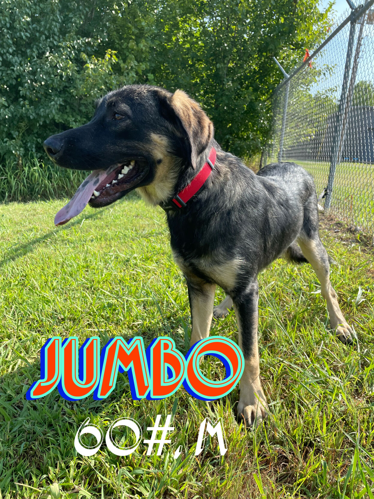 Jumbo